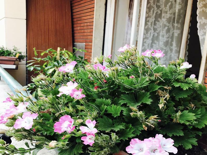 Pardis Guest house Rome Extérieur photo